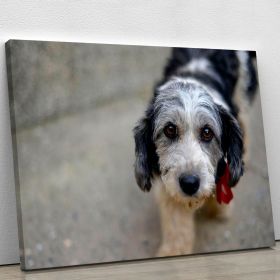 Sad look of a cute stray dog Canvas Print or Poster (Type: Standard Framed Canvas Print, size: 40" x 26" / 100cm x 65cm (approx))