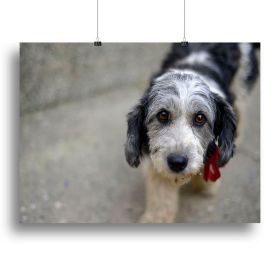 Sad look of a cute stray dog Canvas Print or Poster (Type: Poster Print, size: 16" x 12" / 42cm x 30cm (approx))