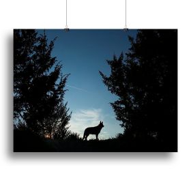 Picture of a wolf dog at dusk. Canvas Print or Poster (Type: Poster Print, size: 24" x 16" / 60cm x 40cm (approx))