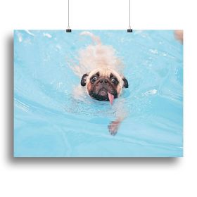 Close-up a cute dog puppy Pug Canvas Print or Poster (Type: Poster Print, size: 44" x 33" / 110cm x 85cm (approx))