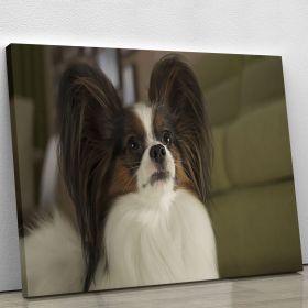 Beautiful male dog Papillon Canvas Print or Poster (Type: Premium Framed Canvas Print, size: 40" x 26" / 100cm x 65cm (approx))