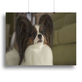 Beautiful male dog Papillon Canvas Print or Poster (Type: Poster Print, size: 12" x 8" / 30cm x 20cm (approx))