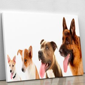 Dogs in row isolated on white Canvas Print or Poster (Type: Standard Framed Canvas Print, size: 60" x 40" / 150cm x 100cm (approx))