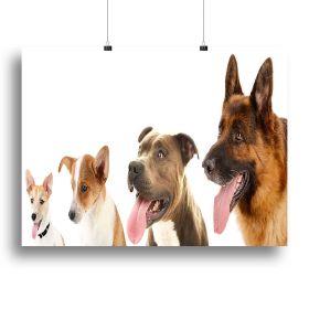 Dogs in row isolated on white Canvas Print or Poster (Type: Poster Print, size: 24" x 16" / 60cm x 40cm (approx))