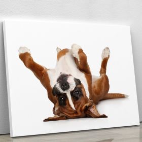 Boxer dog lying on his back Canvas Print or Poster (Type: Standard Framed Canvas Print, size: 16" x 12" / 42cm x 30cm (approx))