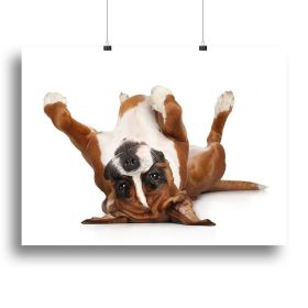 Boxer dog lying on his back Canvas Print or Poster (Type: Poster Print, size: 24" x 16" / 60cm x 40cm (approx))