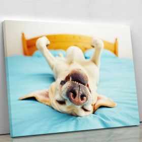 Dog is lying on back on the bed Canvas Print or Poster (Type: Premium Framed Canvas Print, size: 60" x 40" / 150cm x 100cm (approx))