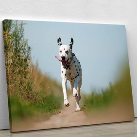 Front View of Exuberant Dalmatian Dog Running Canvas Print or Poster (Type: Standard Framed Canvas Print, size: 16" x 12" / 42cm x 30cm (approx))