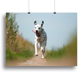 Front View of Exuberant Dalmatian Dog Running Canvas Print or Poster (Type: Poster Print, size: 16" x 12" / 42cm x 30cm (approx))