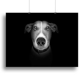 Jack russell terrier dog isolated on black dark background Canvas Print or Poster (Type: Poster Print, size: 16" x 12" / 42cm x 30cm (approx))