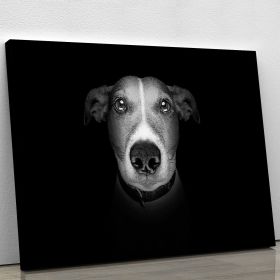 Jack russell terrier dog isolated on black dark background Canvas Print or Poster (Type: Standard Framed Canvas Print, size: 28" x 20" / 70cm x 50cm (approx))