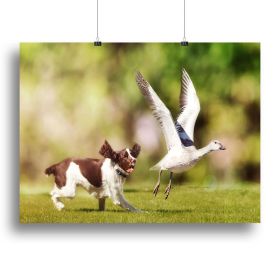 English Springer Spaniel dog chasing large Snow Goose Canvas Print or Poster (Type: Poster Print, size: 60" x 40" / 150cm x 100cm (approx))