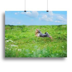 Dog playing in the park Canvas Print or Poster (Type: Poster Print, size: 16" x 12" / 42cm x 30cm (approx))