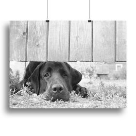 Cute sad dog waiting under the wooden fence Canvas Print or Poster (Type: Poster Print, size: 16" x 12" / 42cm x 30cm (approx))