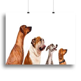 Group of dogs looking up Canvas Print or Poster (Type: Poster Print, size: 48" x 36" / 120cm x 90cm (approx))