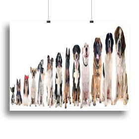 Group of dogs in front of white background Canvas Print or Poster (Type: Poster Print, size: 60" x 40" / 150cm x 100cm (approx))