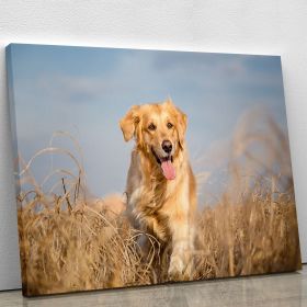 Golden retriever dog running outdoor Canvas Print or Poster (Type: Standard Framed Canvas Print, size: 28" x 20" / 70cm x 50cm (approx))