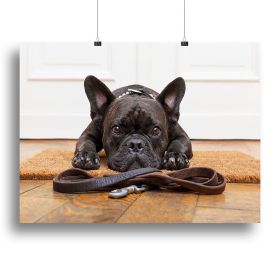 French bulldog dog waiting and begging to go for a walk with owner Canvas Print or Poster (Type: Poster Print, size: 32" x 24" / 80cm x 60cm (approx))