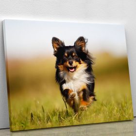 Chihuahua dog running towards the camera in a grass field Canvas Print or Poster (Type: Standard Framed Canvas Print, size: 40" x 26" / 100cm x 65cm (approx))