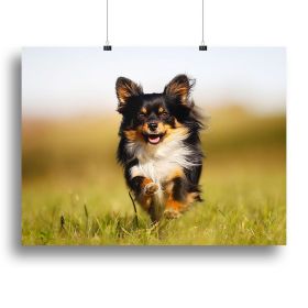 Chihuahua dog running towards the camera in a grass field Canvas Print or Poster (Type: Poster Print, size: 28" x 20" / 70cm x 50cm (approx))