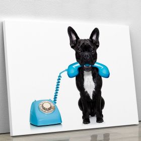 French bulldog dog on the phone or telephone in mouth Canvas Print or Poster (Type: Premium Framed Canvas Print, size: 16" x 12" / 42cm x 30cm (approx))