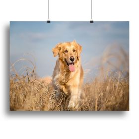 Golden retriever dog running outdoor Canvas Print or Poster (Type: Poster Print, size: 32" x 24" / 80cm x 60cm (approx))