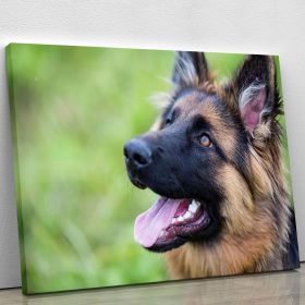 Young dog german shepherd on the grass in the park Canvas Print or Poster (Type: Standard Framed Canvas Print, size: 48" x 36" / 120cm x 90cm (approx))