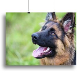 Young dog german shepherd on the grass in the park Canvas Print or Poster (Type: Poster Print, size: 28" x 20" / 70cm x 50cm (approx))