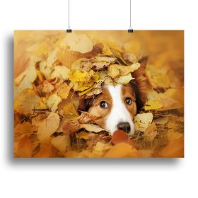 Young red border collie dog playing with leaves Canvas Print or Poster (Type: Poster Print, size: 60" x 40" / 150cm x 100cm (approx))