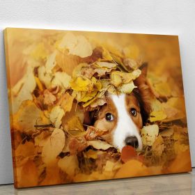 Young red border collie dog playing with leaves Canvas Print or Poster (Type: Premium Framed Canvas Print, size: 48" x 36" / 120cm x 90cm (approx))