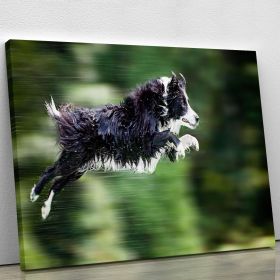 Wet border collie dog in midair Canvas Print or Poster (Type: Premium Framed Canvas Print, size: 12" x 8" / 30cm x 20cm (approx))