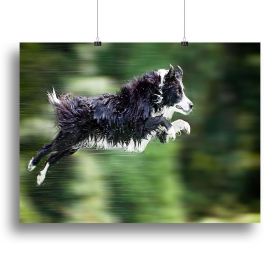 Wet border collie dog in midair Canvas Print or Poster (Type: Poster Print, size: 12" x 8" / 30cm x 20cm (approx))