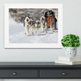 Musher hiding behind sleigh at sled dog race Framed Print (Color: Black, size: 48" x 32" / 120cm x 80cm (approx))